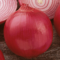 Cebula R4593 F1 250 tyś. nasion st